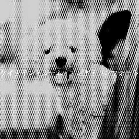 ケイナイン・カーム・アンド・コンフォート