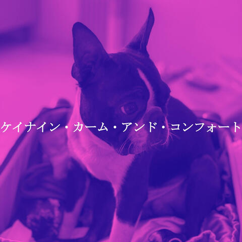 ケイナイン・カーム・アンド・コンフォート