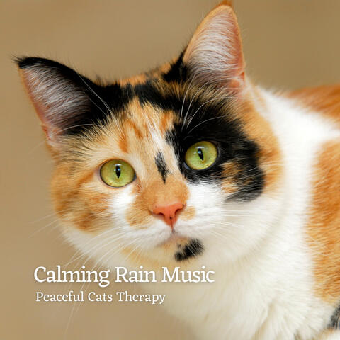Calming Rain Music: Peaceful Cats Therapy