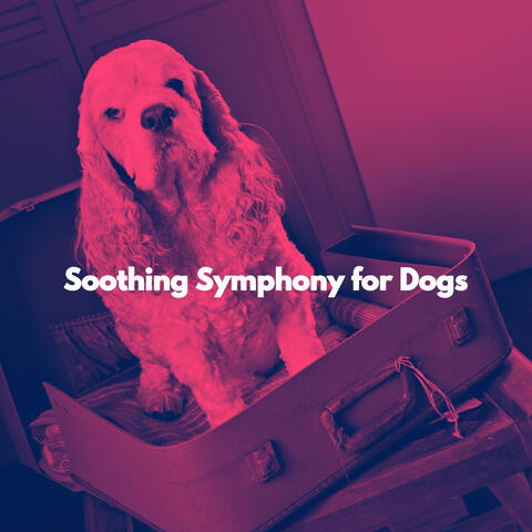 Soothing Symphony for Dogs