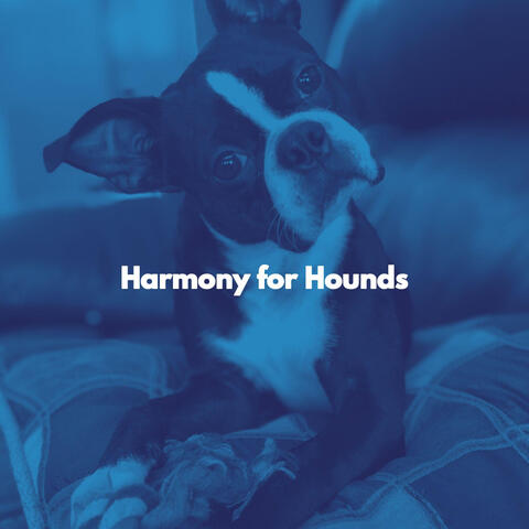 Harmony for Hounds