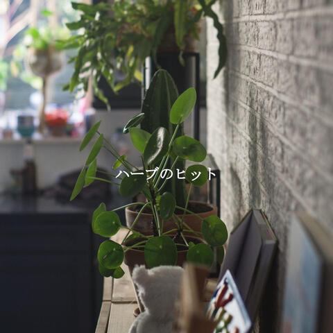 ハーブのヒット