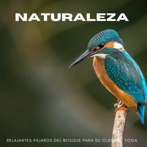 Naturaleza: Relajantes Pájaros Del Bosque Para Su Clase De Yoga
