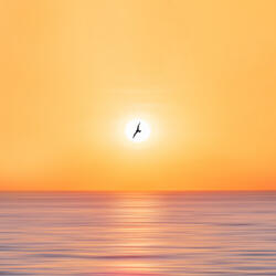 Moonlit Serenity with Nature's Oceanic Dog Days