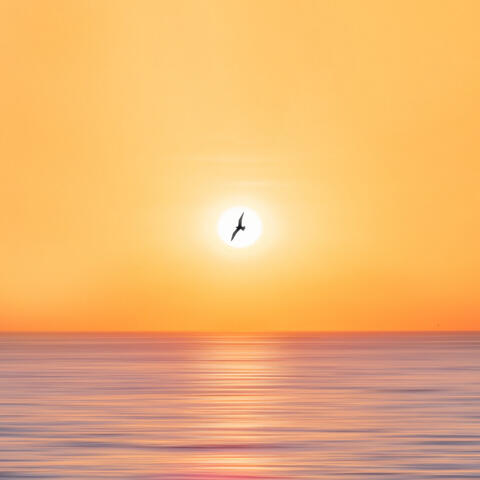 Dreamy Beachside Dog Days: Oceanic Harmony