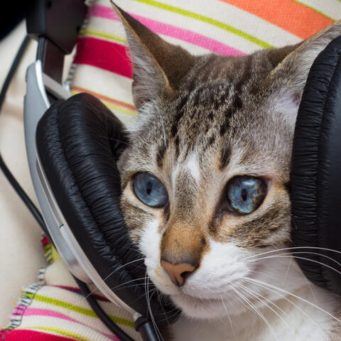 Furry Friend Serenade: Ambient Music Cats