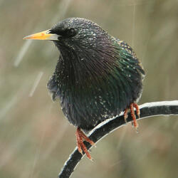 Mindful Petful Theta Waves, Rain Serenade