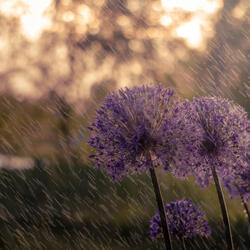 Serene Zen Rainful Theta Waves, Tranquility