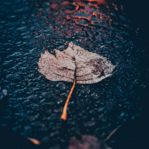 Serenade of Splashes: Windy Rain on Puddle for Meditation