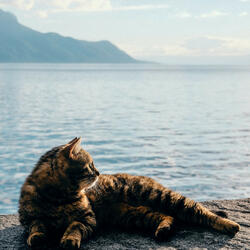 Serenity with Kitty Dreams