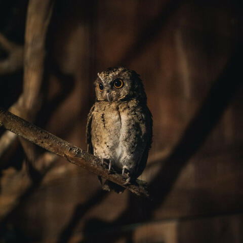 Nocturnal Serenity: Tranquil Meditations with Owl Sounds