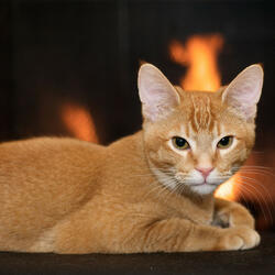 Comforting Cat Pause