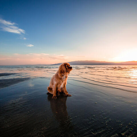 Coastal Canine Serenade: Binaural Oceanic Dog Harmony