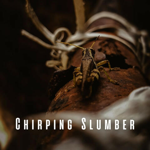 Chirping Slumber: Cricket Serenades for Restful Sleep