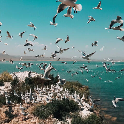 Harbor Harmony: Relaxation with Seagull Sounds