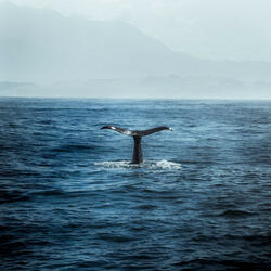 Serenade Below the Surface