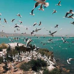 Whispers by the Seashore