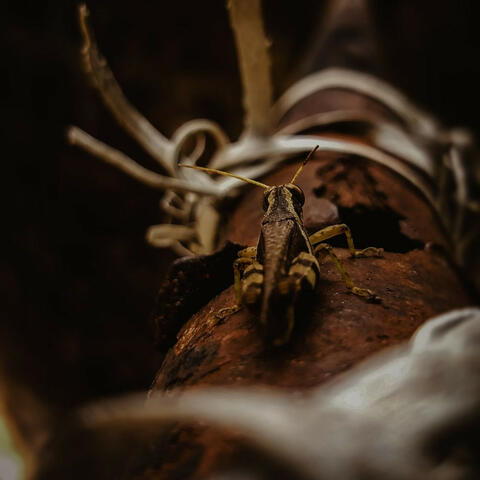 Crickets & Calm: Nocturnal Notes for Relaxation