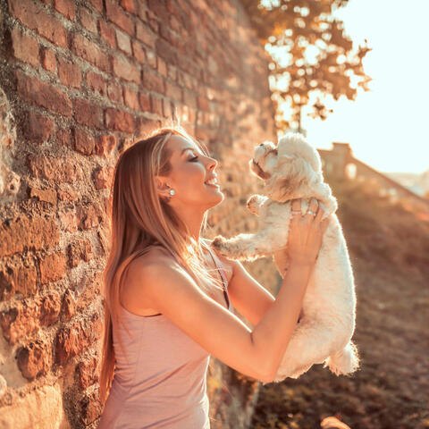 Dog Dayscape Harmony: Meditative Ambient Music