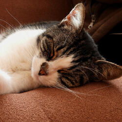 Rhythms Tickle Velvet Paws