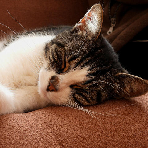 Cats' Serenity: Lofi Kitty Dreamscape Rhythms