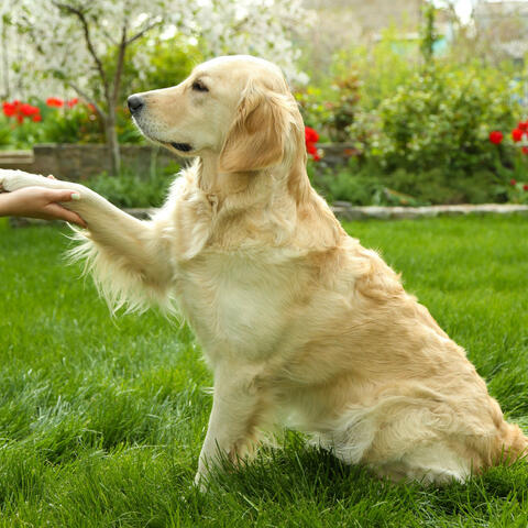 Enchanted Doggy Respite: Lofi Tunes for Peaceful Paws