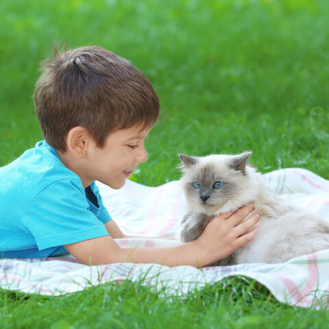 Ocean Breeze Companionship Flow: Ambient Cat Symphony Oasis