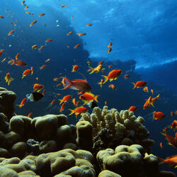 Mindful Ocean Pet Companions