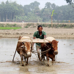 Work Harmony Amidst Drops