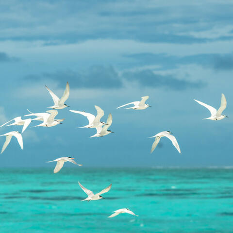 Balanced Ocean Waves of Pet Joy: Beachside Tranquility