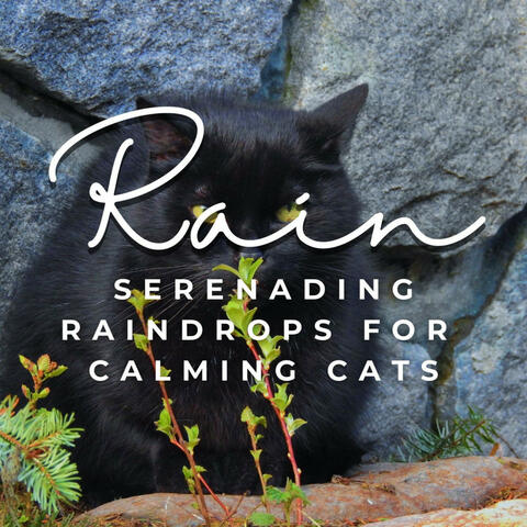 Feline Rain Serenity: Serene Rain Sounds for Calming Cats