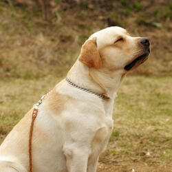 Muzzle Nuzzles Soft Blanket