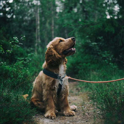 Dog Rain Serenity: Ambient Canine Bliss