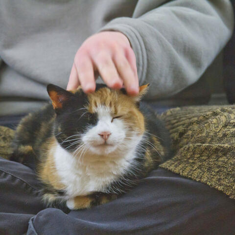 Contented Pets with Rain's Ambient Symphony