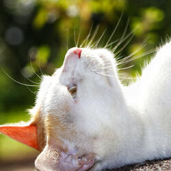 Ears Tune Into Silence