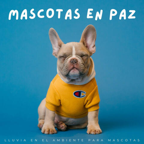 Mascotas En Paz: Lluvia En El Ambiente Para Mascotas