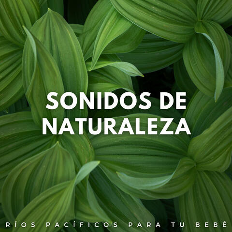 Sonidos De Naturaleza: Ríos Pacíficos Para Tu Bebé