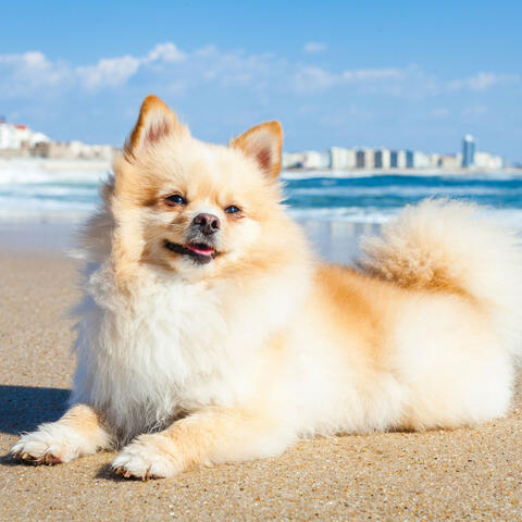 Ambient Relaxation: Oceanic Tranquil Dog Retreat