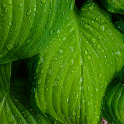 Raindrops Leaves Soothes Mind