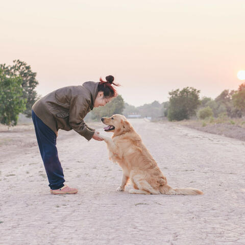 Pet Oasis in Piano: Rainy Harmony Paws