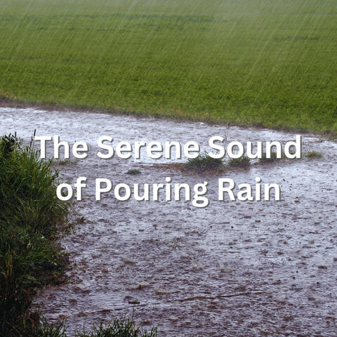 The Serene Sound of Pouring Rain