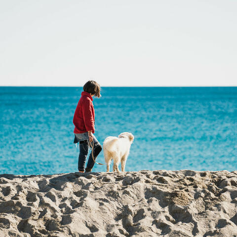 Tranquil Ambient: A Waterside Retreat for Dog Companions