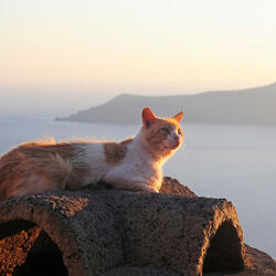 Nose Twitches in Stream