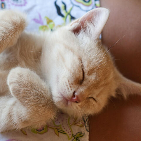 Water's Lullaby: Ambient Cats' Dreamscape