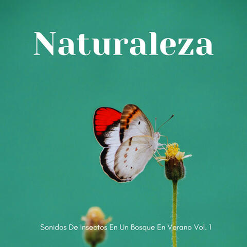 Naturaleza: Sonidos De Insectos En Un Bosque En Verano Vol. 1