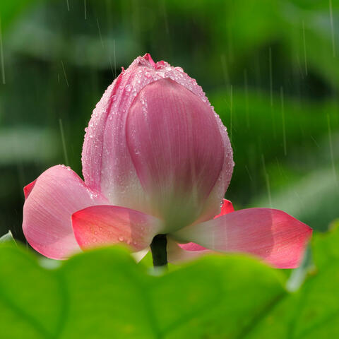 Gentle Rain Symphony: Soundscapes of Tranquility