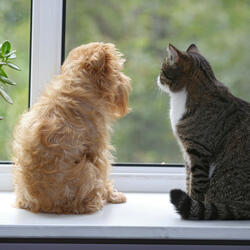 Rainy Symphony for Four-legged Friends