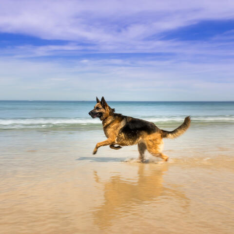 Pet Serenade: Ocean Soundscapes of Affection