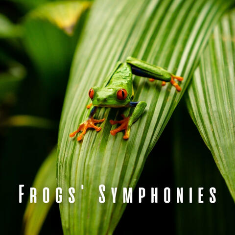 Frogs' Symphonies