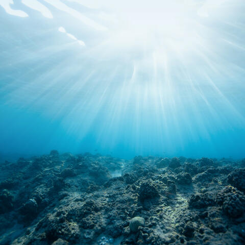ASMR Ocean Reverie: Tides and Whispers